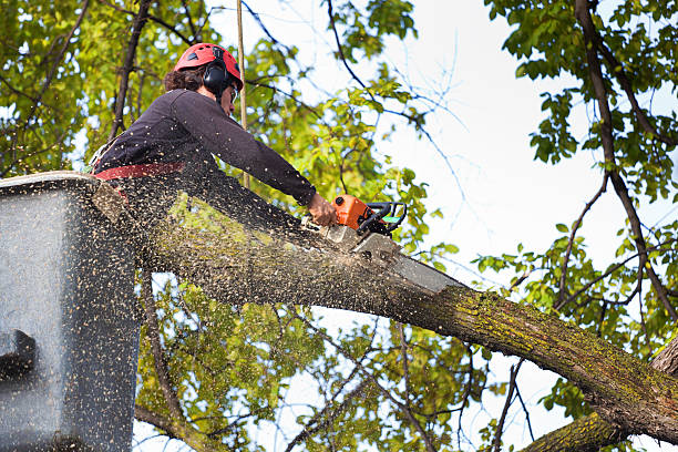 Best Tree Trimming and Pruning  in Samoset, FL